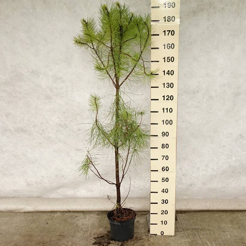 Promesse de Fleurs - Pinus pinaster - Pin maritime Pot de 7,5L/10L - Image 2
