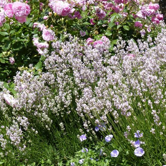 Lavande vraie - Lavandula angustifolia Rosea Godet de 7/8 cm
