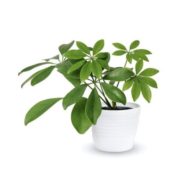 Or Brun - Or Brun Terreau Plantes Vertes 4l - Image 4