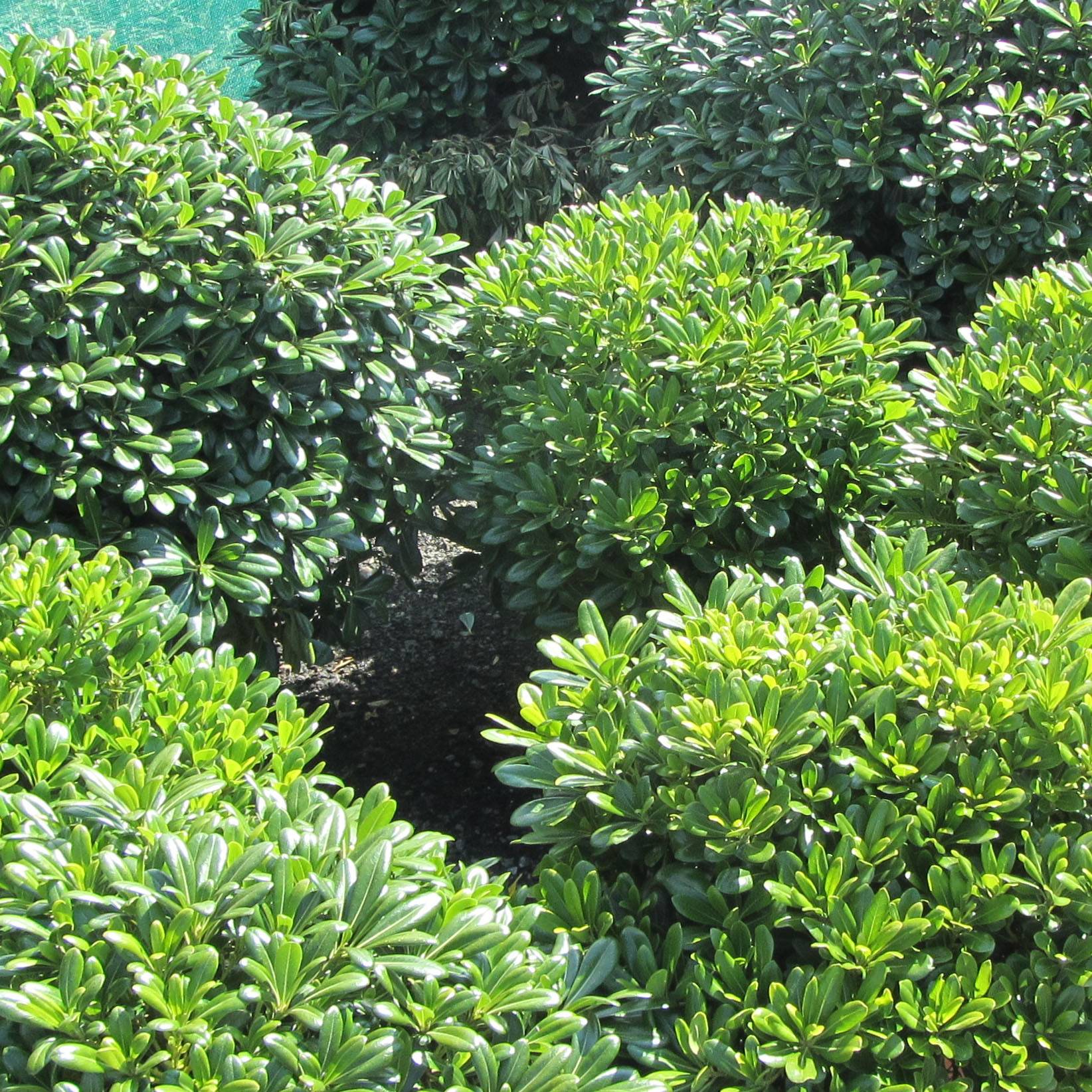 Pittosporum tobira Nanum Pot de 2L/3L - Image 1