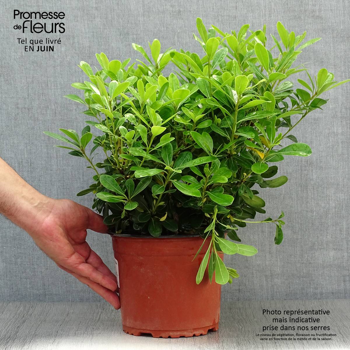Pittosporum tobira Nanum Pot de 2L/3L - Image 2