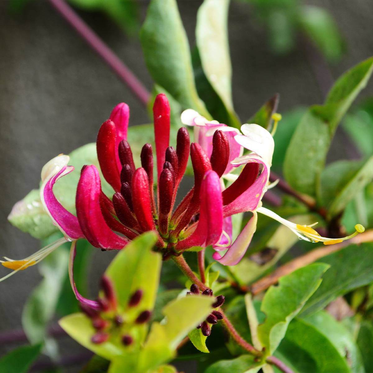 Promesse de Fleurs - Chèvrefeuille du Japon - Lonicera japonica Dart's World Pot de 3L/4L