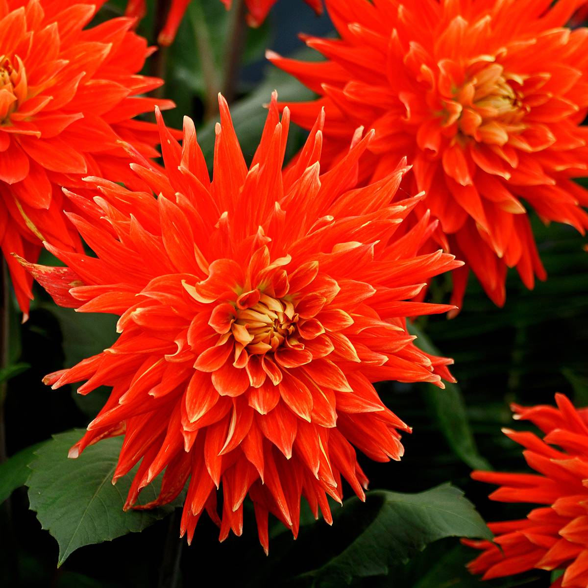 Dahlia semi-cactus Vulcan Bulbe calibre I