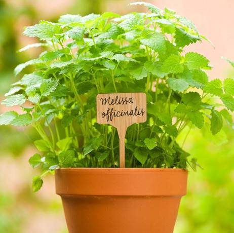 Etiquettes en T à planter en bambou naturel lot de 5 - Imagen 2
