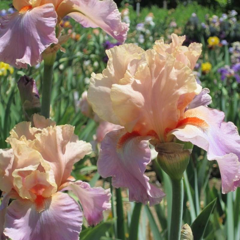 Iris des jardins Melrand à fleurs Rose - feuillage Caduc - Pot de 1 Litre-  hauteur à maturité De 0,50 m à 1,00 m