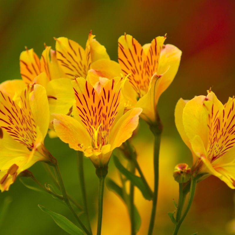 3 Alstroemères 'Layon' (Alstroemeria 'Layon') - Lot de 3 vivaces - Pépinières Naudet - Imagen 1