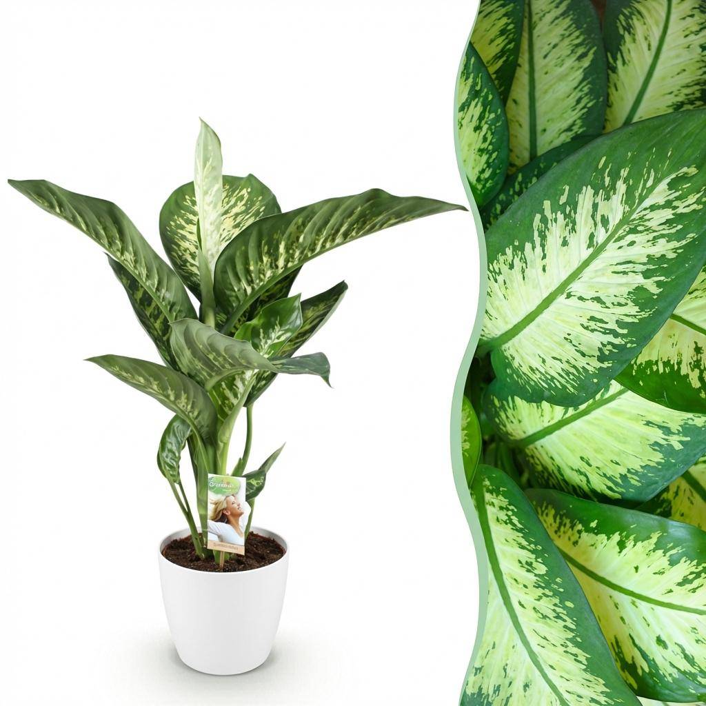 Diefenbachia Tropic Snow - Dieffenbachia - Pot de 21cm - Hauteur 90-100cm - Blanc - Plantes d'intérieur