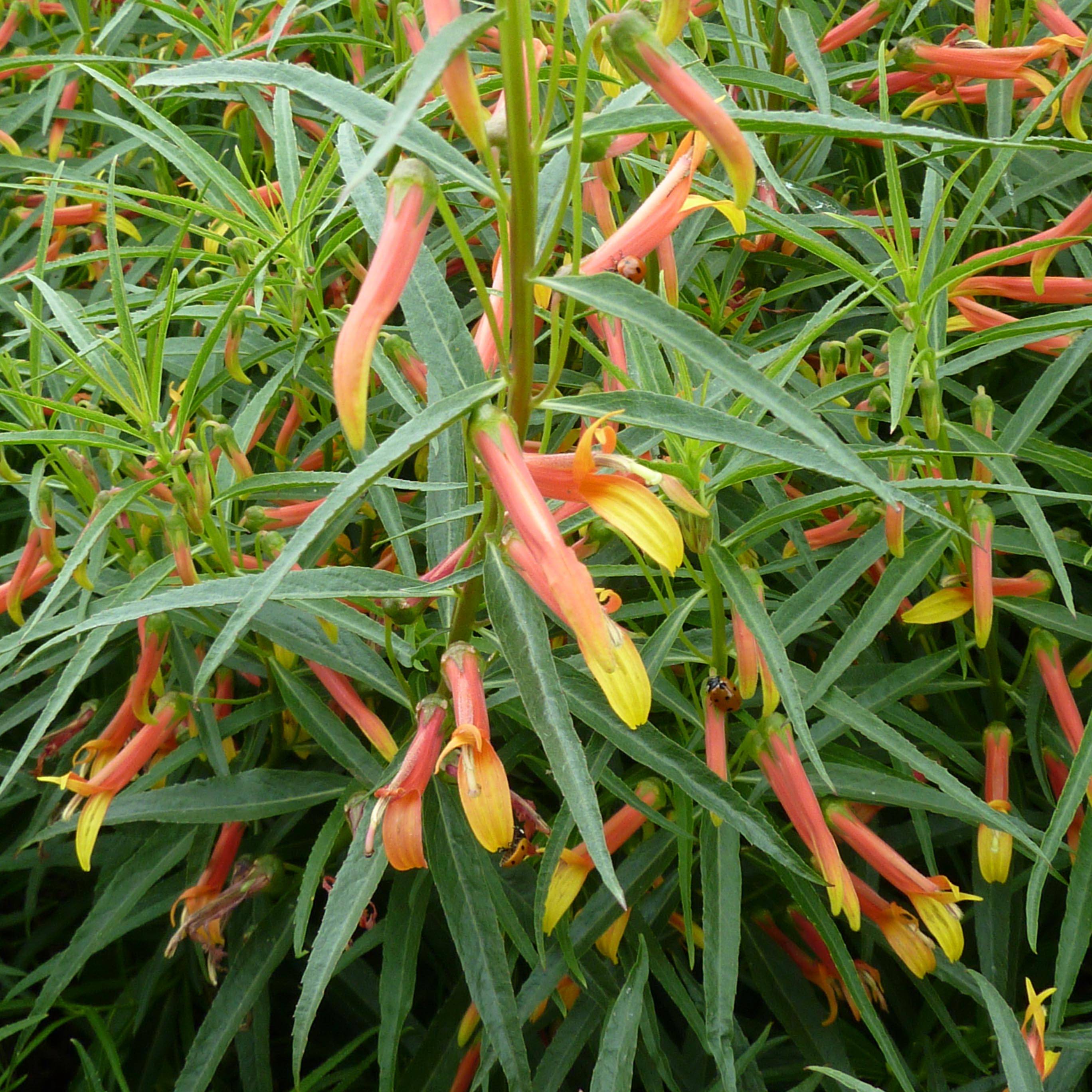Promesse de Fleurs - Lobelia laxiflora Godet de 8/9 cm