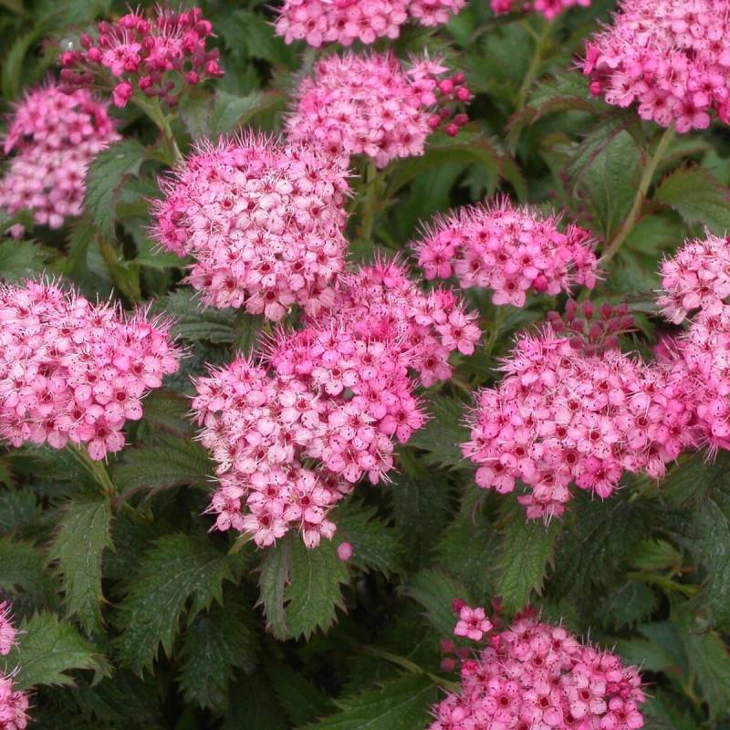 Spirée du Japon Crispa, Spiraea à fleurs Rose - feuillage Caduc - Pot de 7,5L - 60/80 cm-  hauteur à maturité De 0,50 m à 1,00 m - Imagen 1