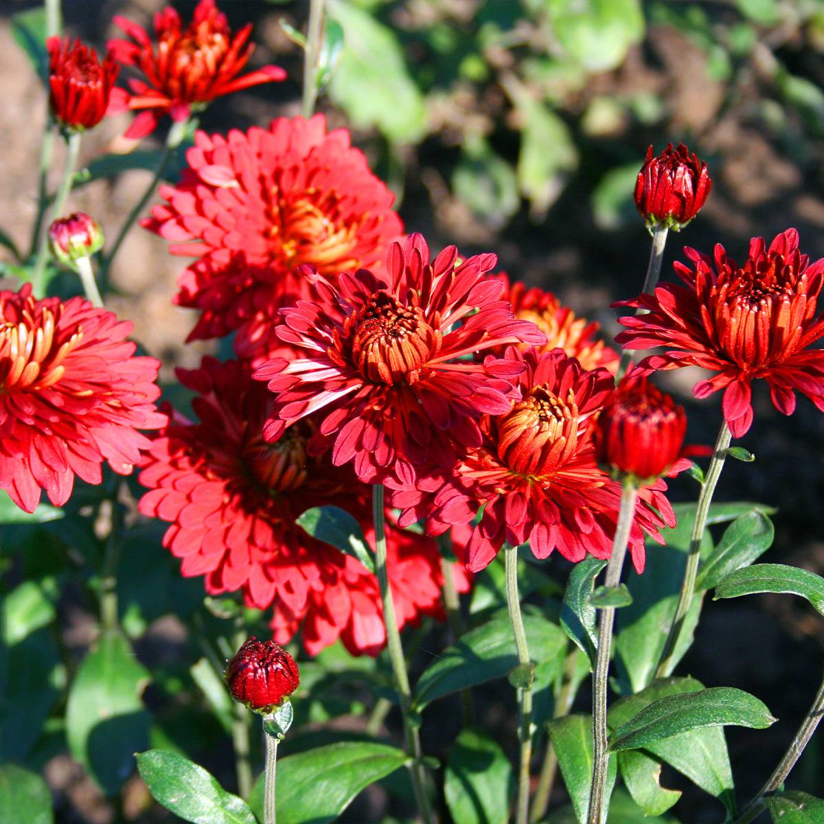 Chrysanthème des jardins Rehauge - Chrysanthemum indicum Pot de 2L/3L