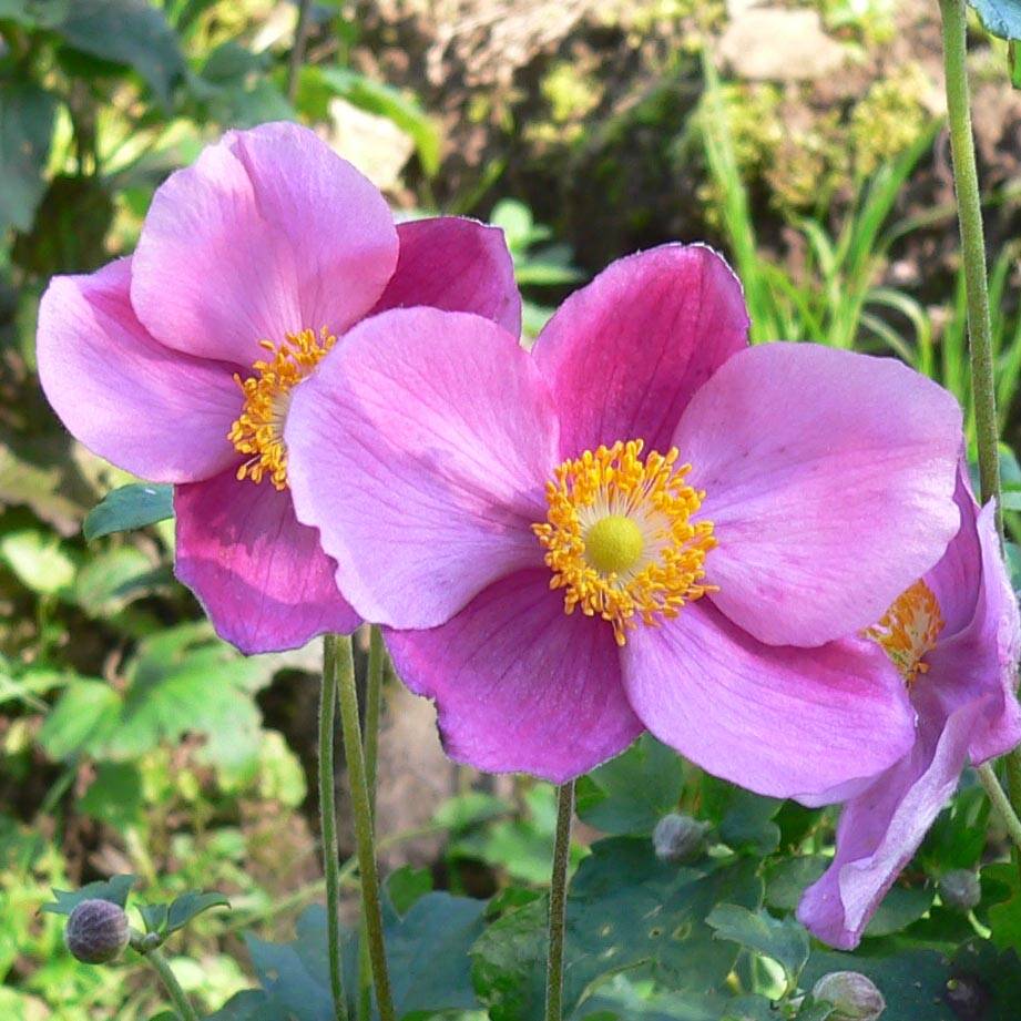 Promesse de Fleurs - Anémone japonaise Splendens - Anemone hupehensis var.japonica Godet de 8/9 cm