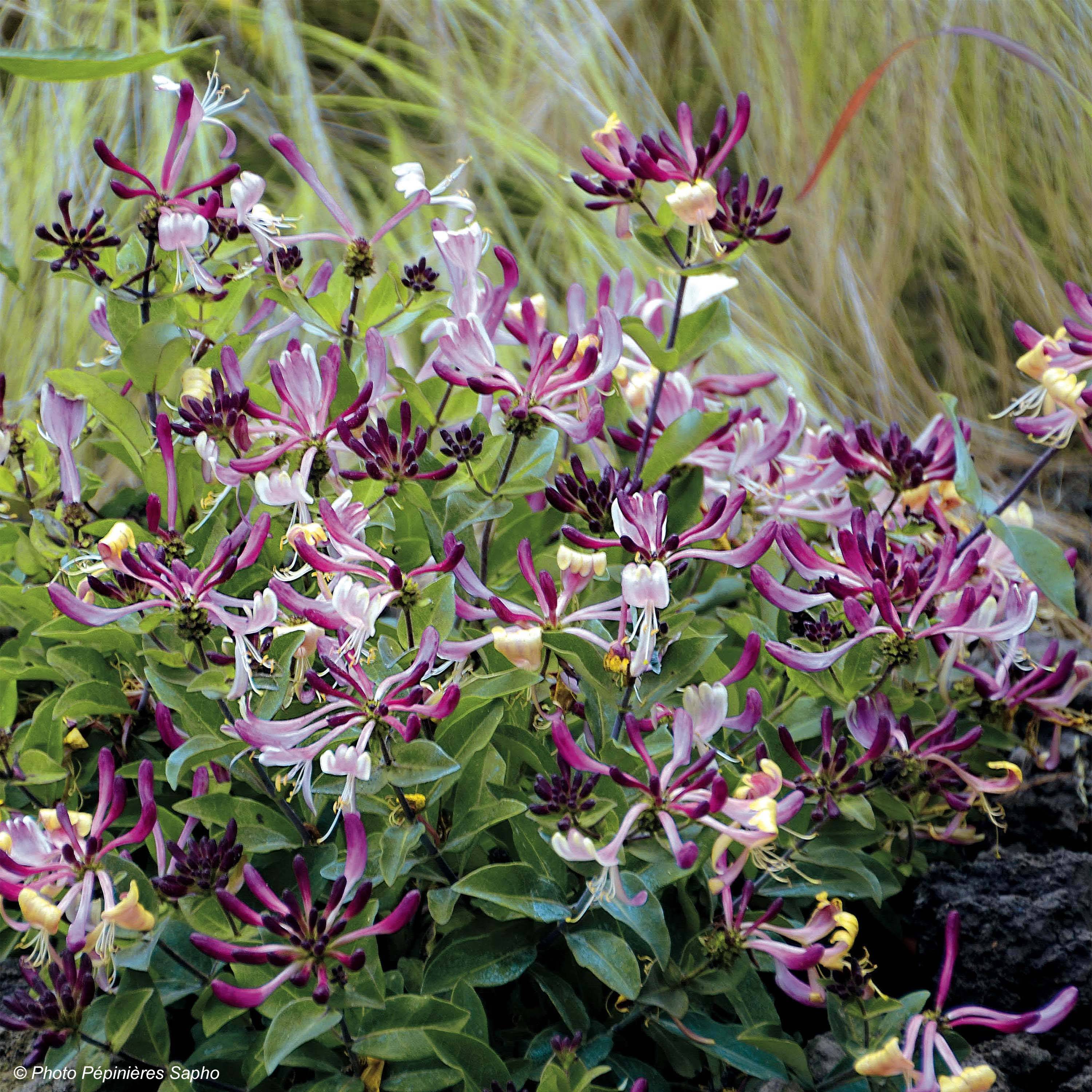 Promesse de Fleurs - Chèvrefeuille nain - Lonicera periclymenum Chic et Choc Godet de 8/9 cm