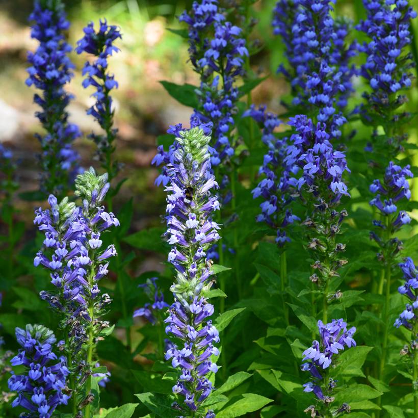 Promesse de Fleurs - Lobelia siphilitica - Lobélie Godet de 8/9 cm