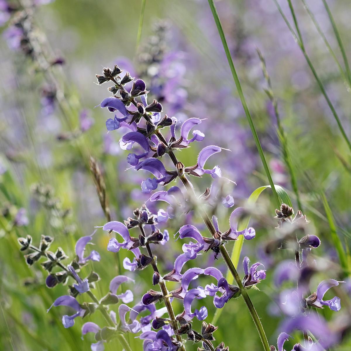 Promesse de Fleurs - Salvia pratensis Sky Dance - Sauge des près Godet de 8/9 cm