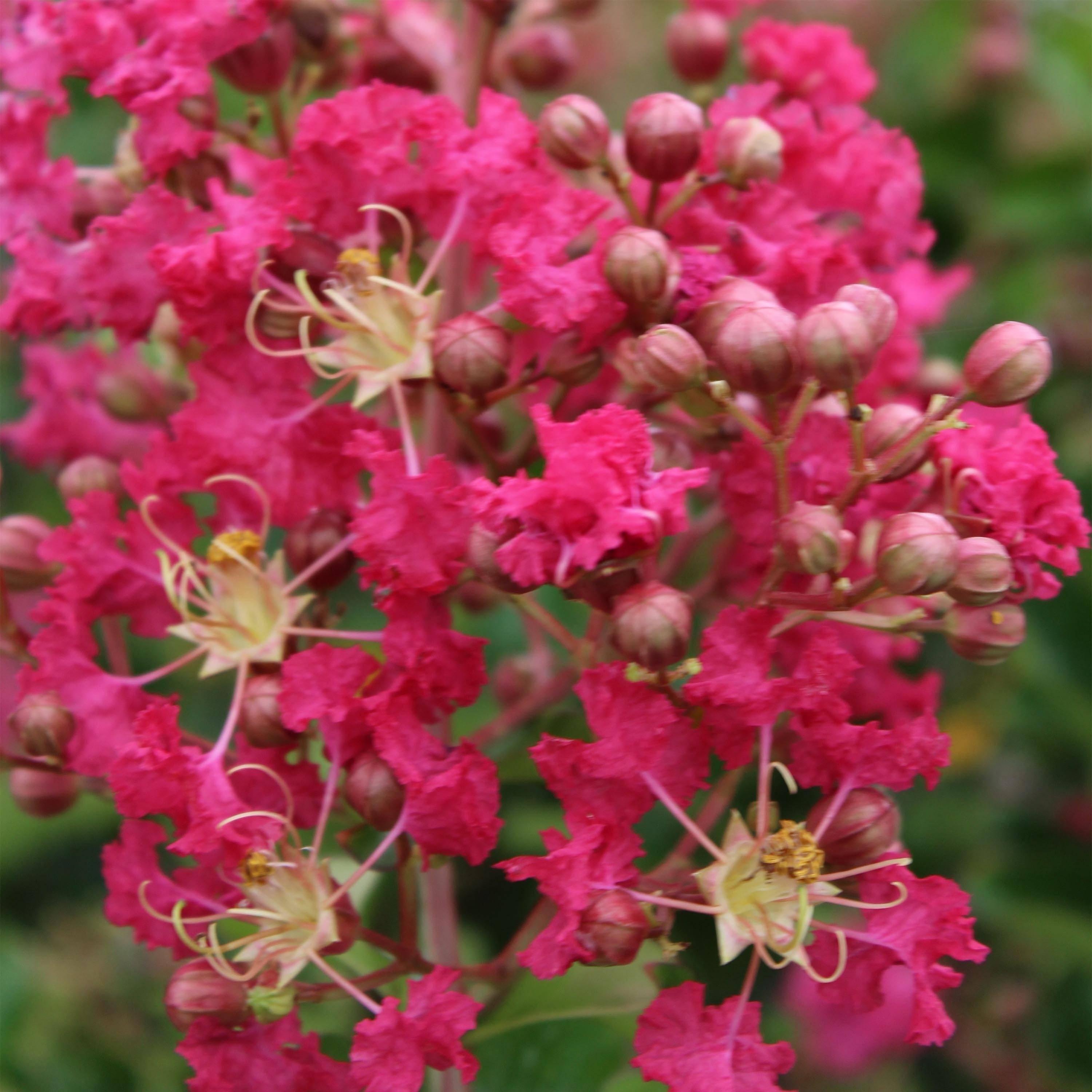 Lagerstroemia indica Margaux - Lilas des Indes Pot de 3L/4L - Image 1