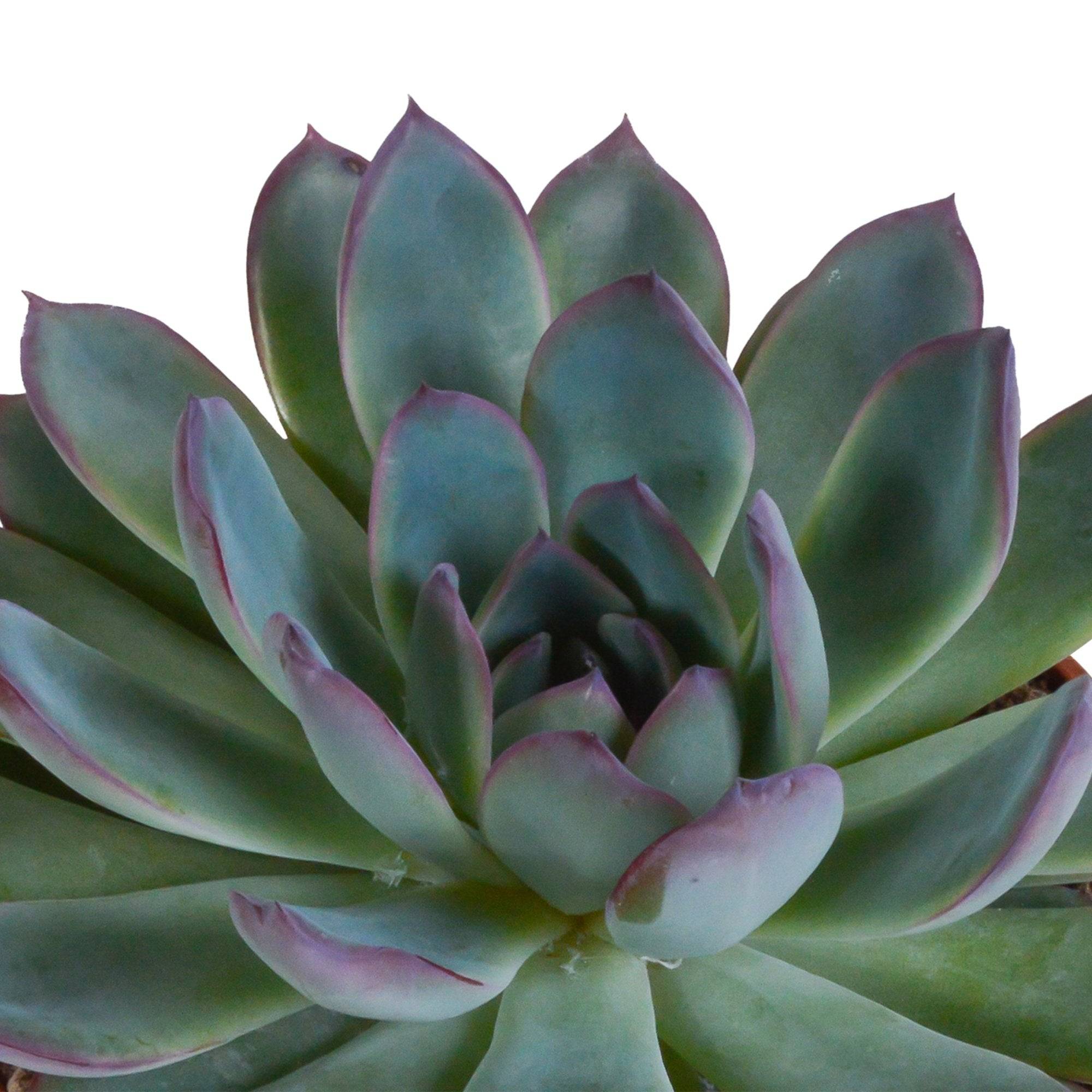 La Green Touch - Trio d'Echeveria et leurs caches-pots h15cm- La Green Touch - Imagen 4