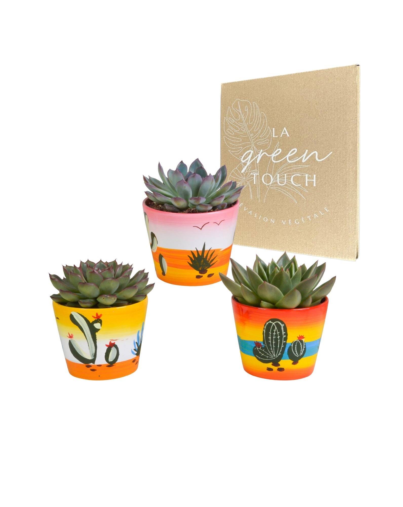 La Green Touch - Trio d'Echeveria et leurs caches-pots h15cm- La Green Touch - Imagen 1