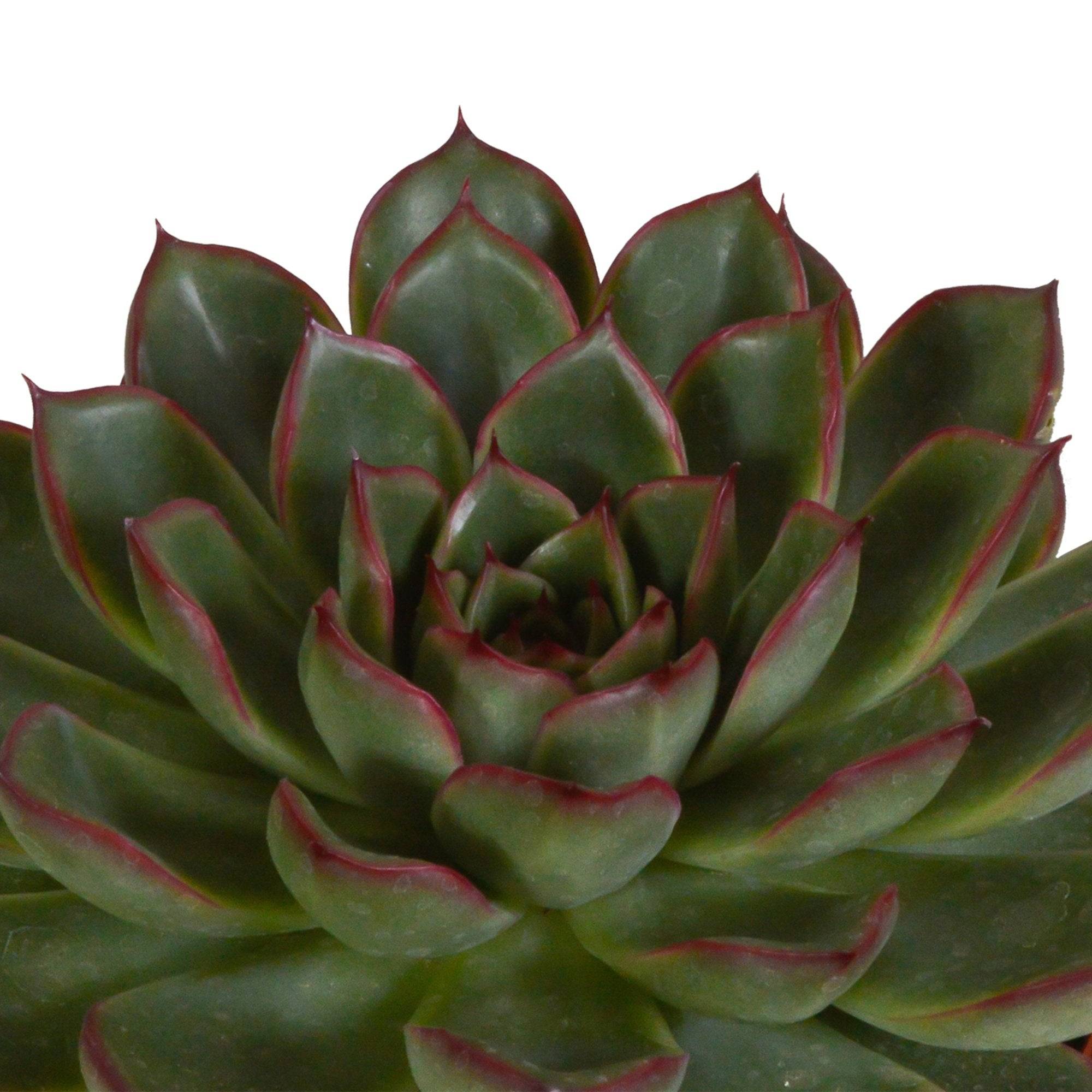 La Green Touch - Trio d'Echeveria et leurs caches-pots h15cm- La Green Touch - Imagen 3