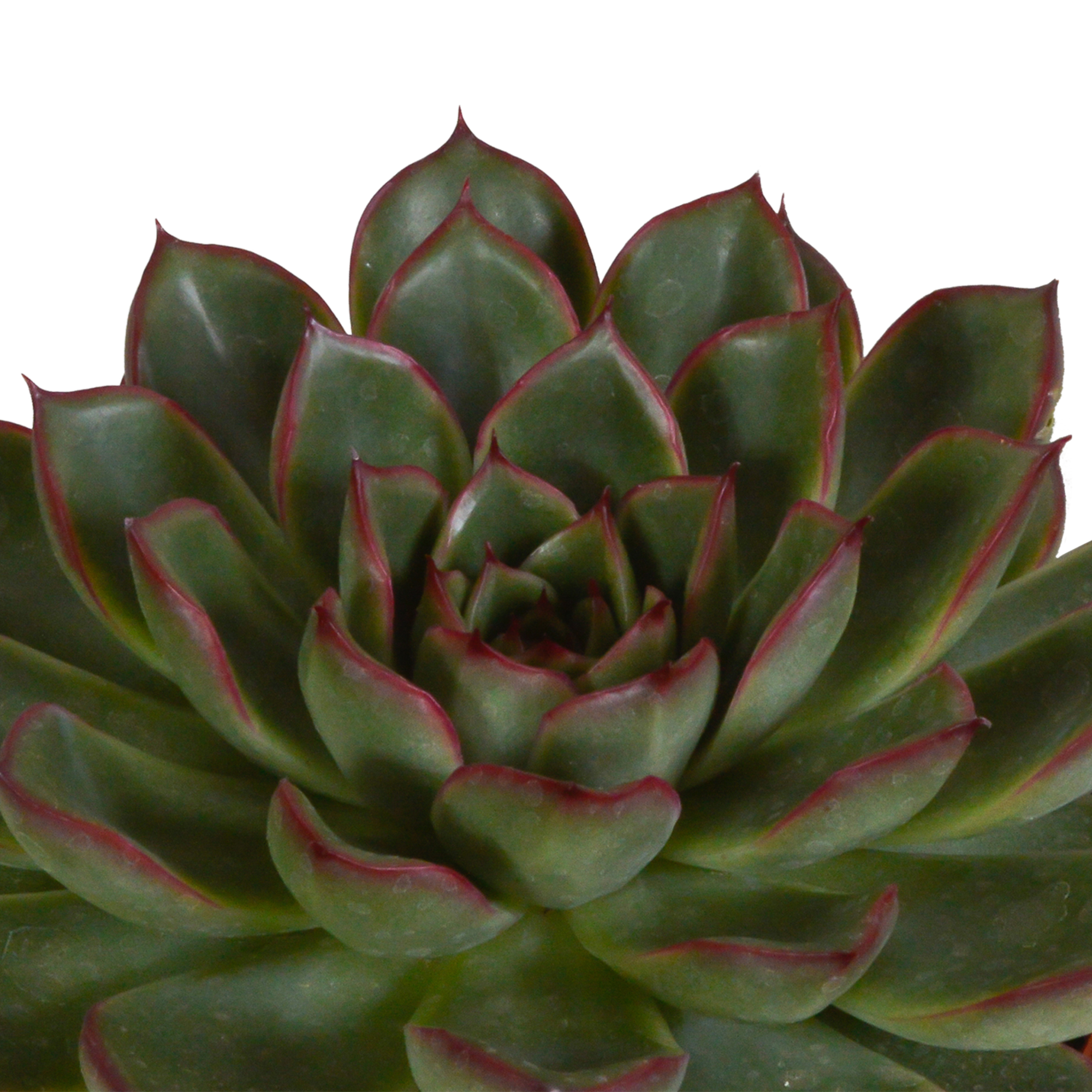 3x Mélange d'échéverias - en pot blanc - Ø10,5cm - ↕21cm - Plantes d’intérieur - Image 6
