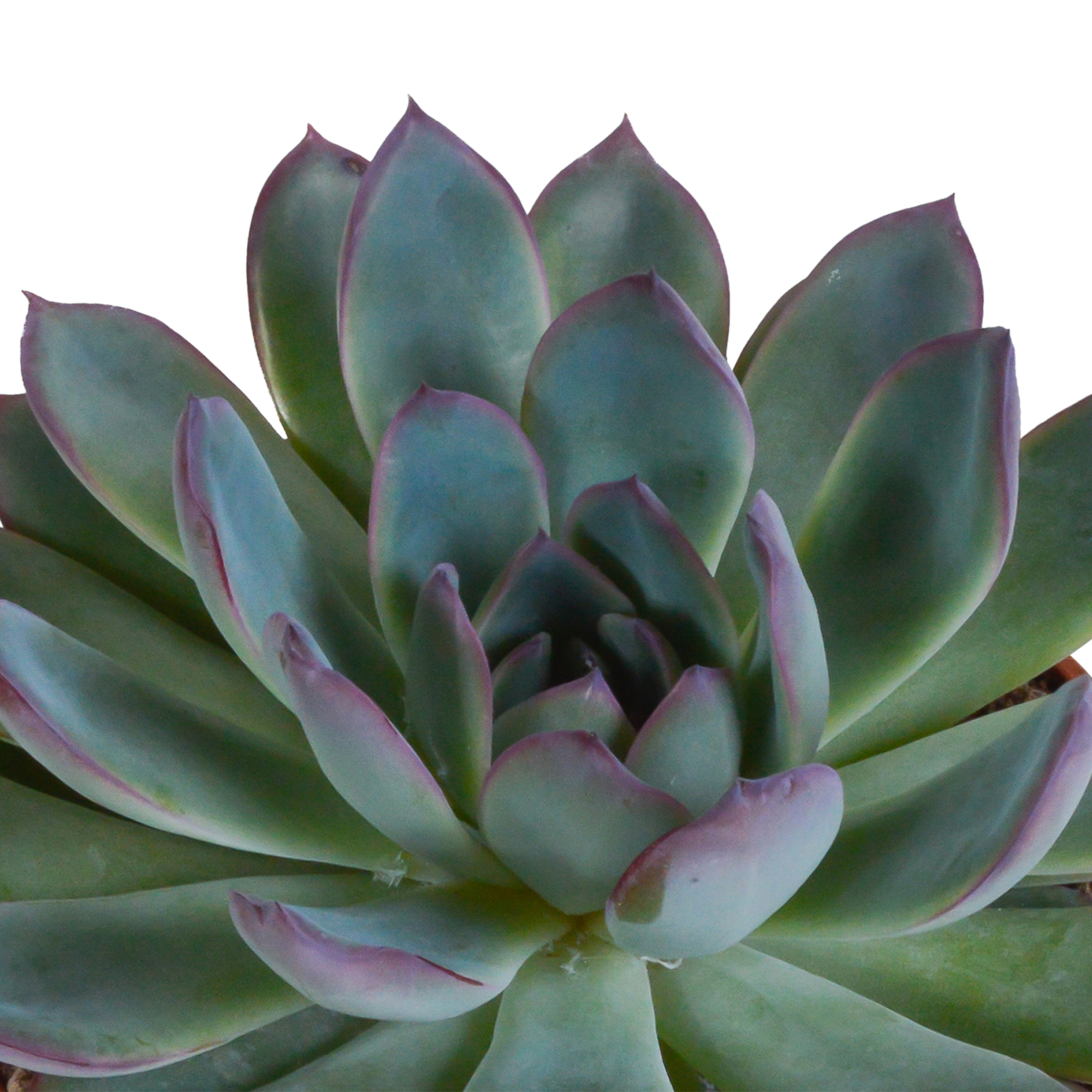 3x Mélange d'échéverias - en pot blanc - Ø10,5cm - ↕21cm - Plantes d’intérieur - Image 4