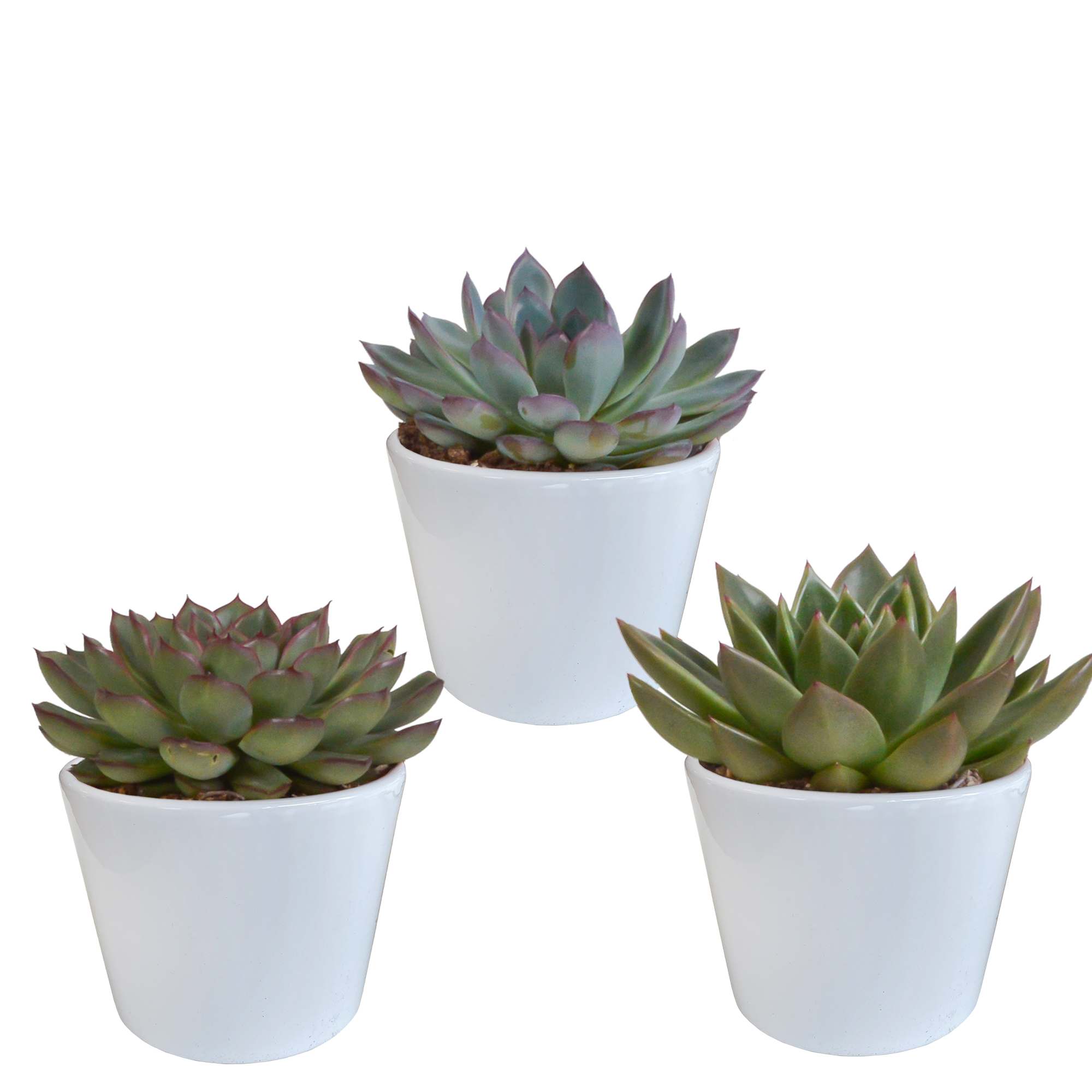 3x Mélange d'échéverias - en pot blanc - Ø10,5cm - ↕21cm - Plantes d’intérieur