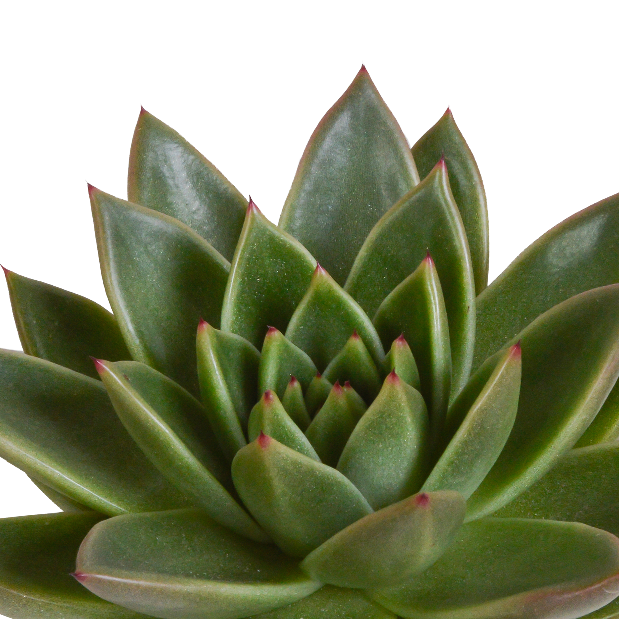 3x Mélange d'échéverias - en pot blanc - Ø10,5cm - ↕21cm - Plantes d’intérieur - Image 5