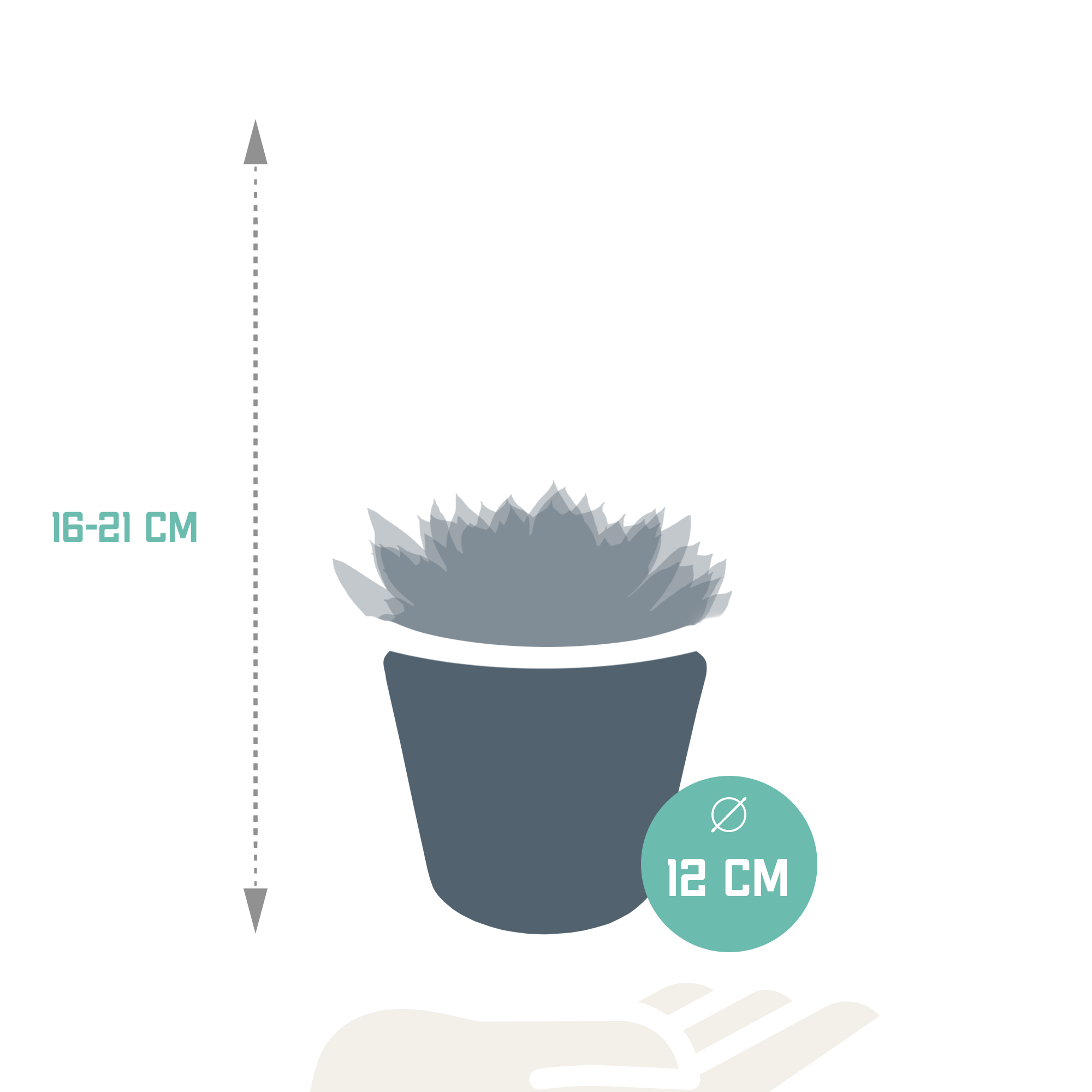 3x Mélange d'échéverias - en pot blanc - Ø10,5cm - ↕21cm - Plantes d’intérieur - Image 2