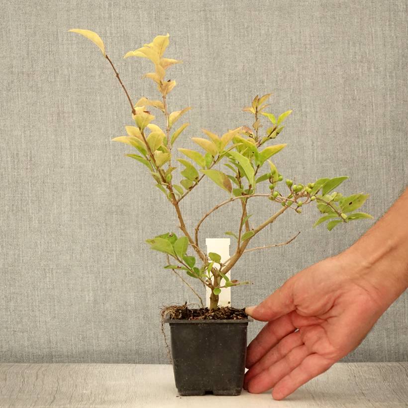 Troène doré - Ligustrum vicaryi  Godet de 8/9 cm - Image 2