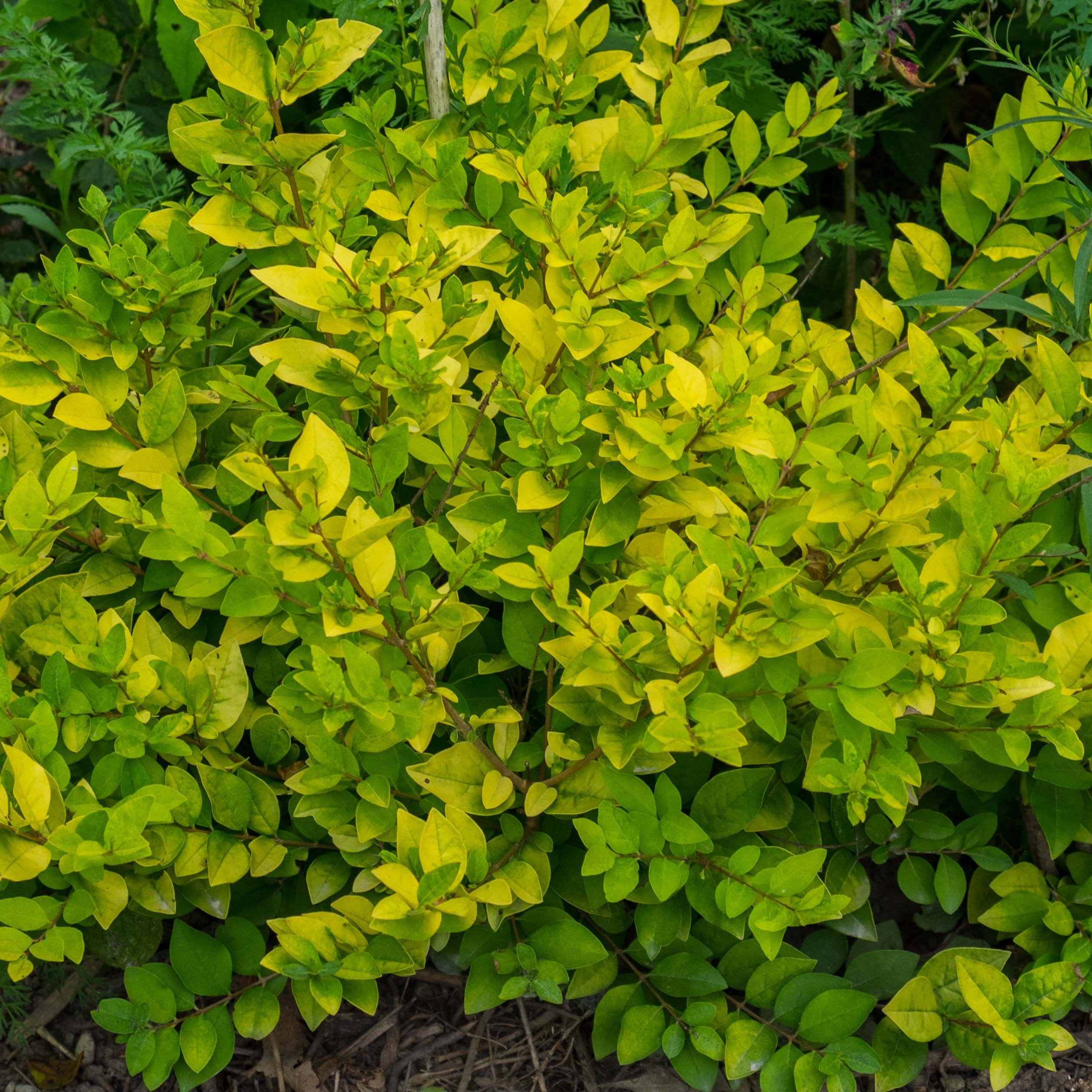 Troène doré - Ligustrum vicaryi Godet de 8/9 cm - Image 1