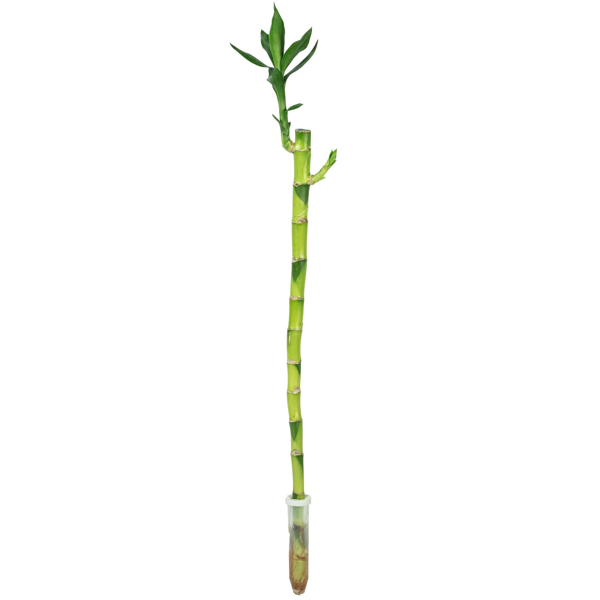 Flowerbox - Lucky Bambou tige droite, dans un tube - plante d'intérieur facile d'entretien, Dracaena Sanderiana - hauteur env. 50 cm, tube-Ø 2 cm - Image 1