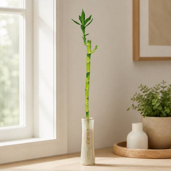 Flowerbox - Lucky Bambou tige droite, dans un tube - plante d'intérieur facile d'entretien, Dracaena Sanderiana - hauteur env. 50 cm, tube-Ø 2 cm - Image 2