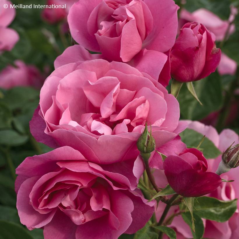 Rosier arbustif Deborah Meillandecor Pot de 4L/5L