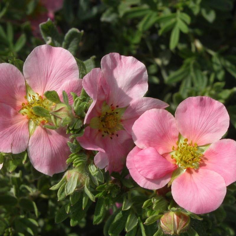 Potentille arbustive Lovely Pink ® 'Pink Beauty', Potentilla à fleurs Rose - feuillage Caduc - Pot de 3L - 40/60 cm-  hauteur à maturité De 1,00 m à 1 - Image 1