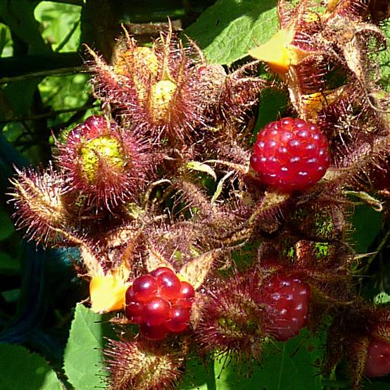 Promesse de Fleurs - Raisin ou Mûrier du Japon - Rubus phoenicolasius Pot de 1,5L/2L, Touffe