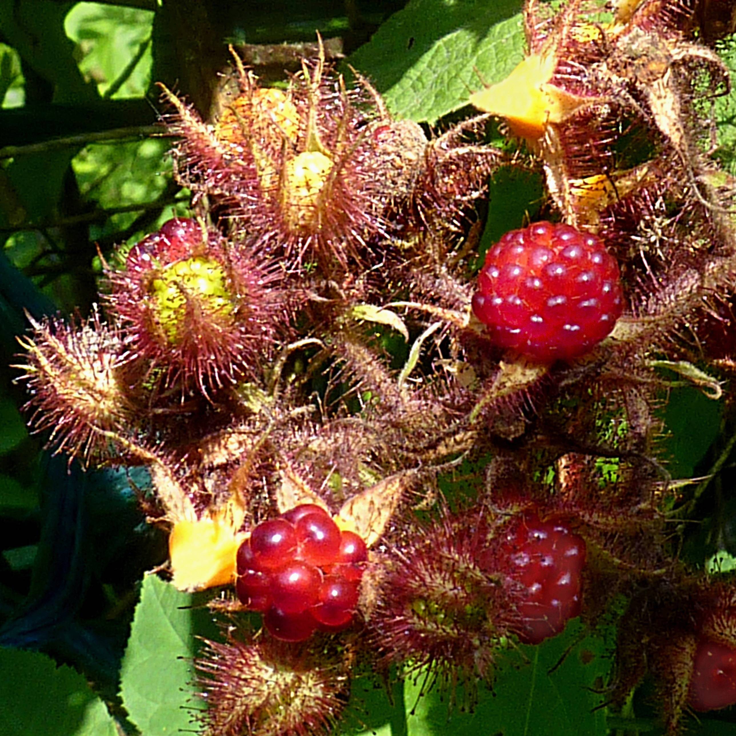 Promesse de Fleurs - Raisin ou Mûrier du Japon - Rubus phoenicolasius Pot de 1,5L/2L, Touffe