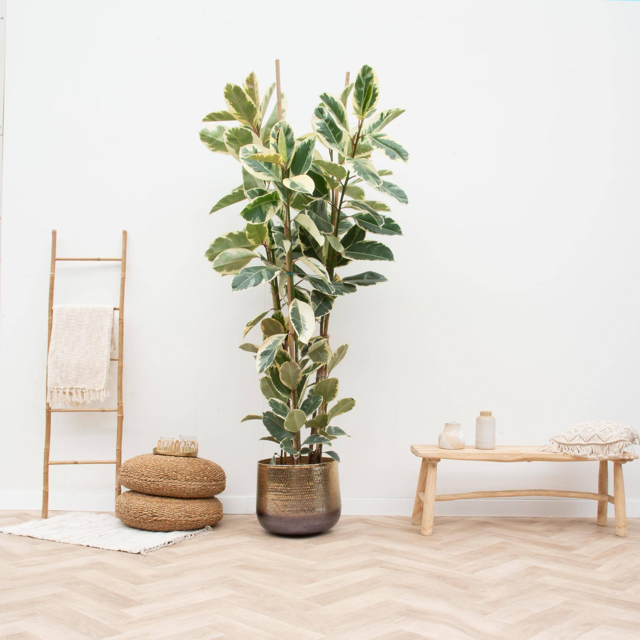 Ficus Elastica Tineke Struik - D40 H225cm - Image 2