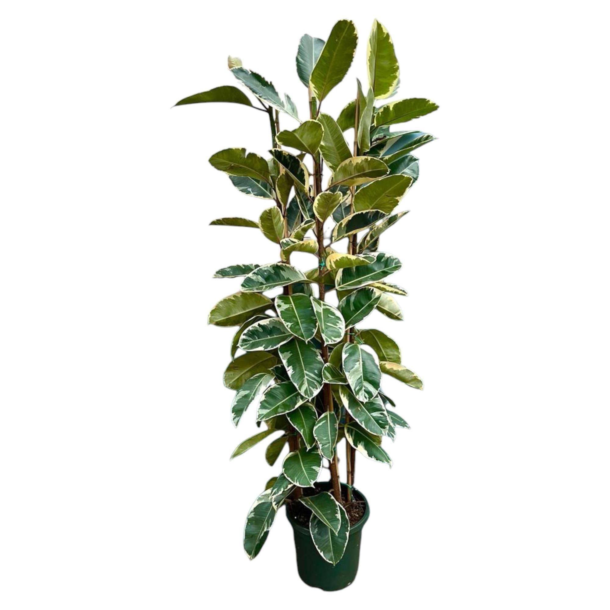 Ficus Elastica Tineke Struik - D40 H225cm - Image 1
