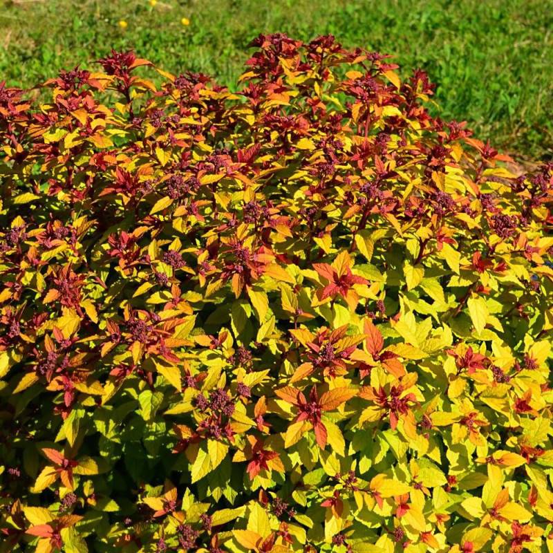 Spirée du Japon Merlo® Star 'Davcpo01', Spiraea à fleurs Rose - feuillage Caduc - Godet - 5/20 cm-  hauteur à maturité De 0,50 m à 1,00 m - Imagen 4