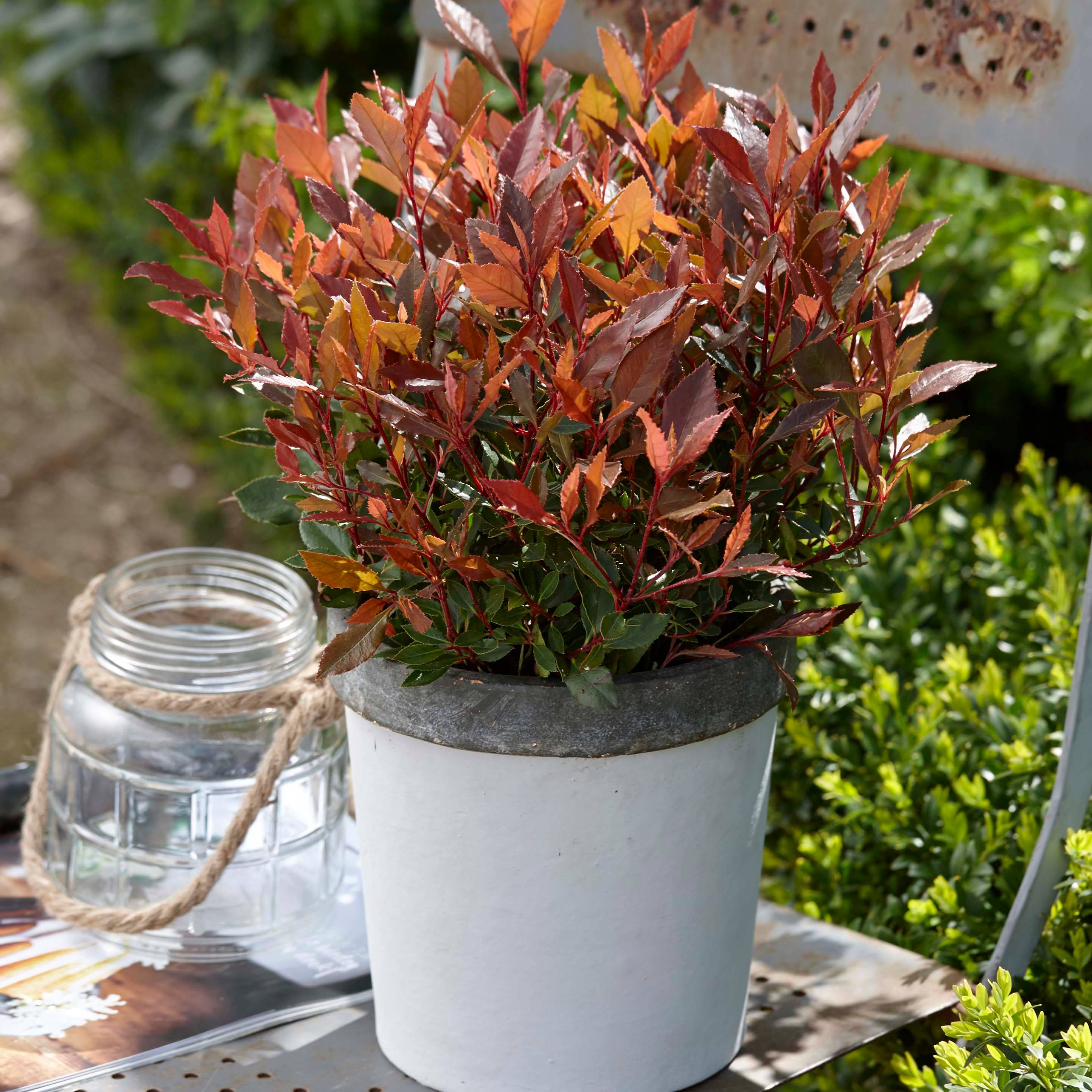 Promesse de Fleurs - Photinia fraseri Chico Godet de 8/9 cm