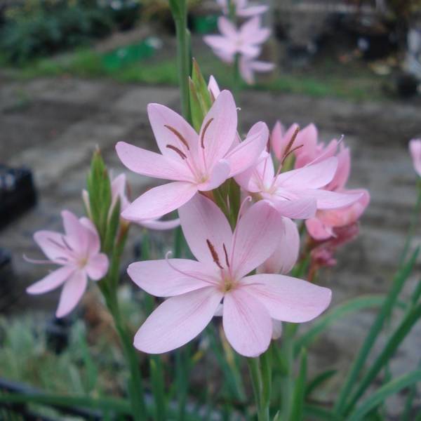 Schizostylis cocc.Mrs Hegarty - Lis des Cafres Godet de 8/9 cm