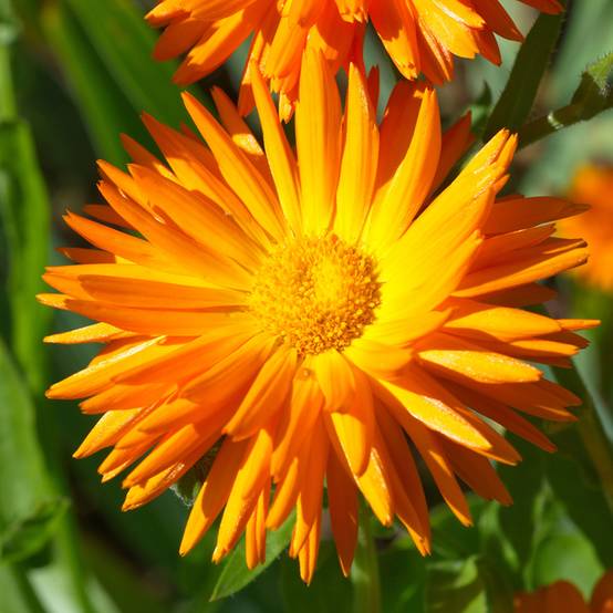 Promesse de Fleurs - Graines de Calendula officinalis Porcupine - Souci des Jardins le sachet de 100 graines environ (0,8g)