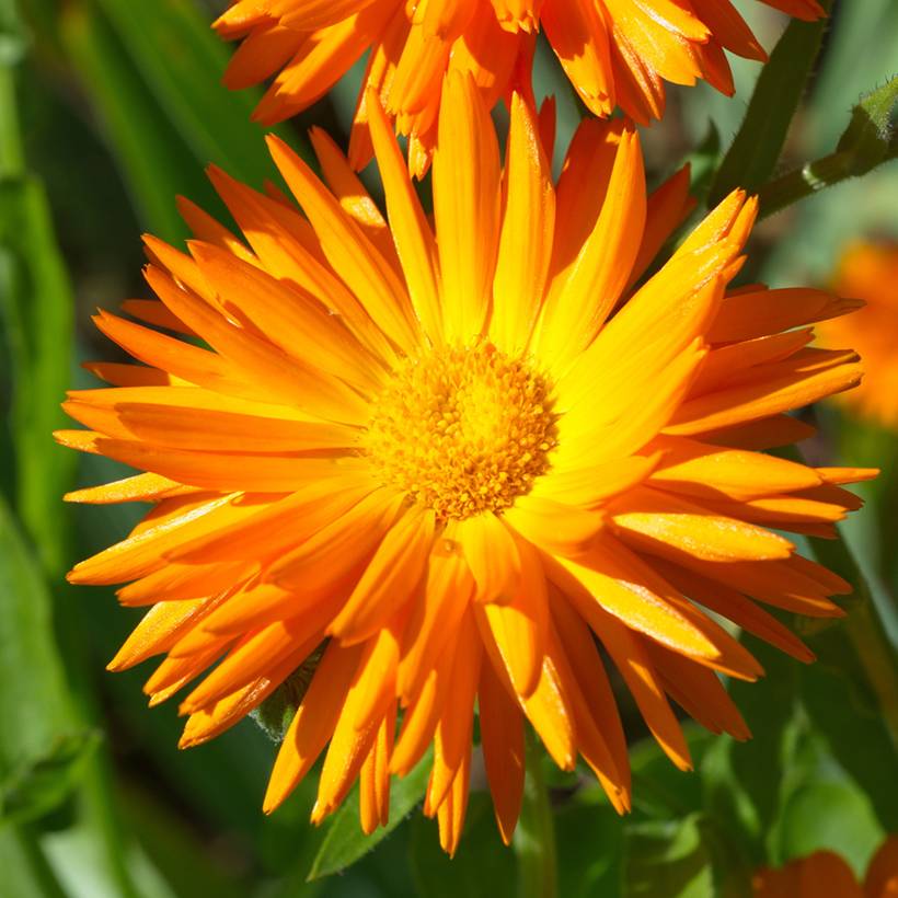 Promesse de Fleurs - Graines de Calendula officinalis Porcupine - Souci des Jardins le sachet de 100 graines environ (0,8g)