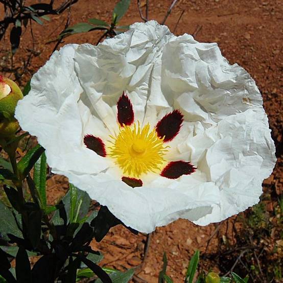 Ciste des Corbière, Cistus à fleurs Blanche - feuillage Persistant - Pot de 4L - 40/60 cm- hauteur à maturité De 0,50 m à 1,00 m - Image 1
