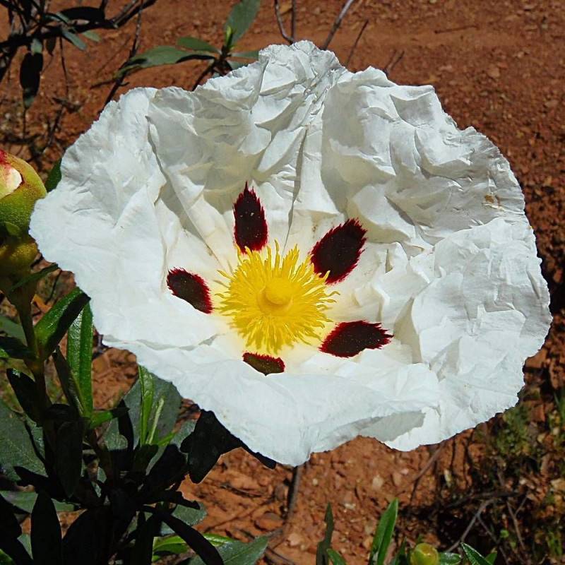 Ciste des Corbière, Cistus à fleurs Blanche - feuillage Persistant - Pot de 4L - 40/60 cm-  hauteur à maturité De 0,50 m à 1,00 m - Image 1