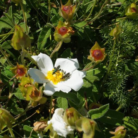 Ciste des Corbière, Cistus à fleurs Blanche - feuillage Persistant - Pot de 4L - 40/60 cm- hauteur à maturité De 0,50 m à 1,00 m - Image 5