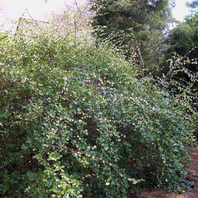 Promesse de Fleurs - Lonicera fragrantissima - Chèvrefeuille d'hiver Pot de 7,5L/10L