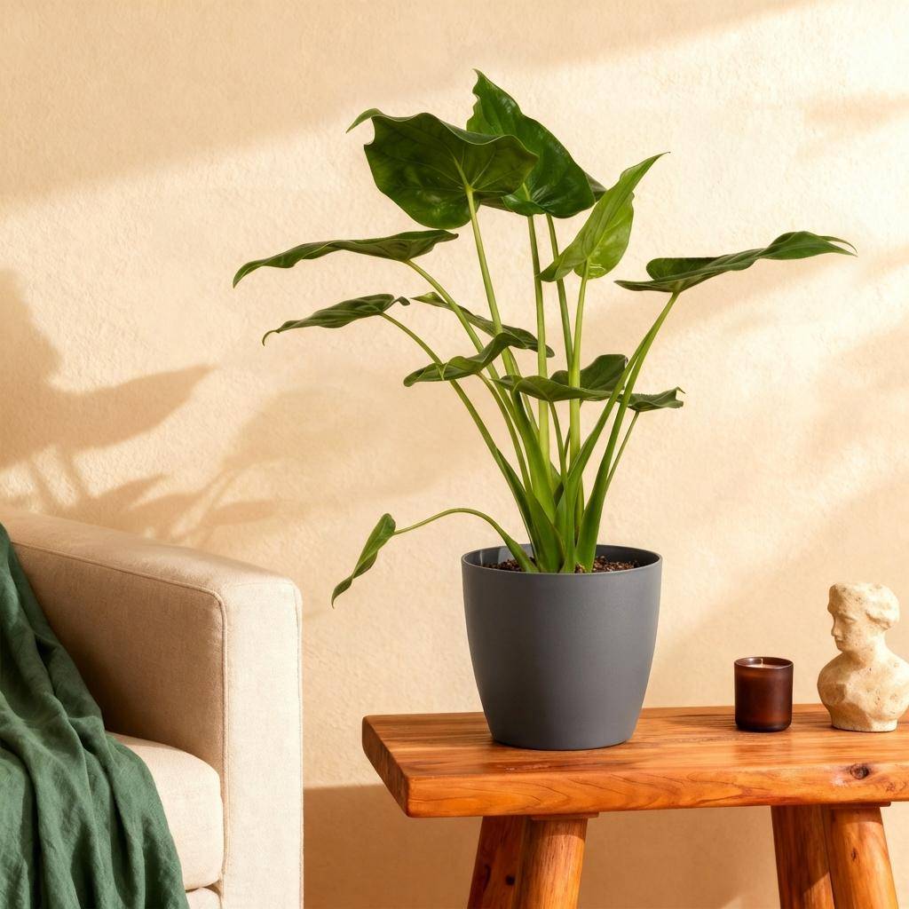 La Green Touch - Alocasia Cucullata - H65cm