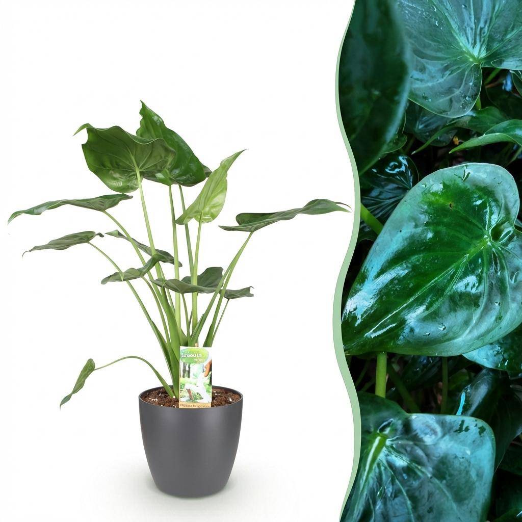 La Green Touch - Alocasia Cucullata - H65cm - Image 3