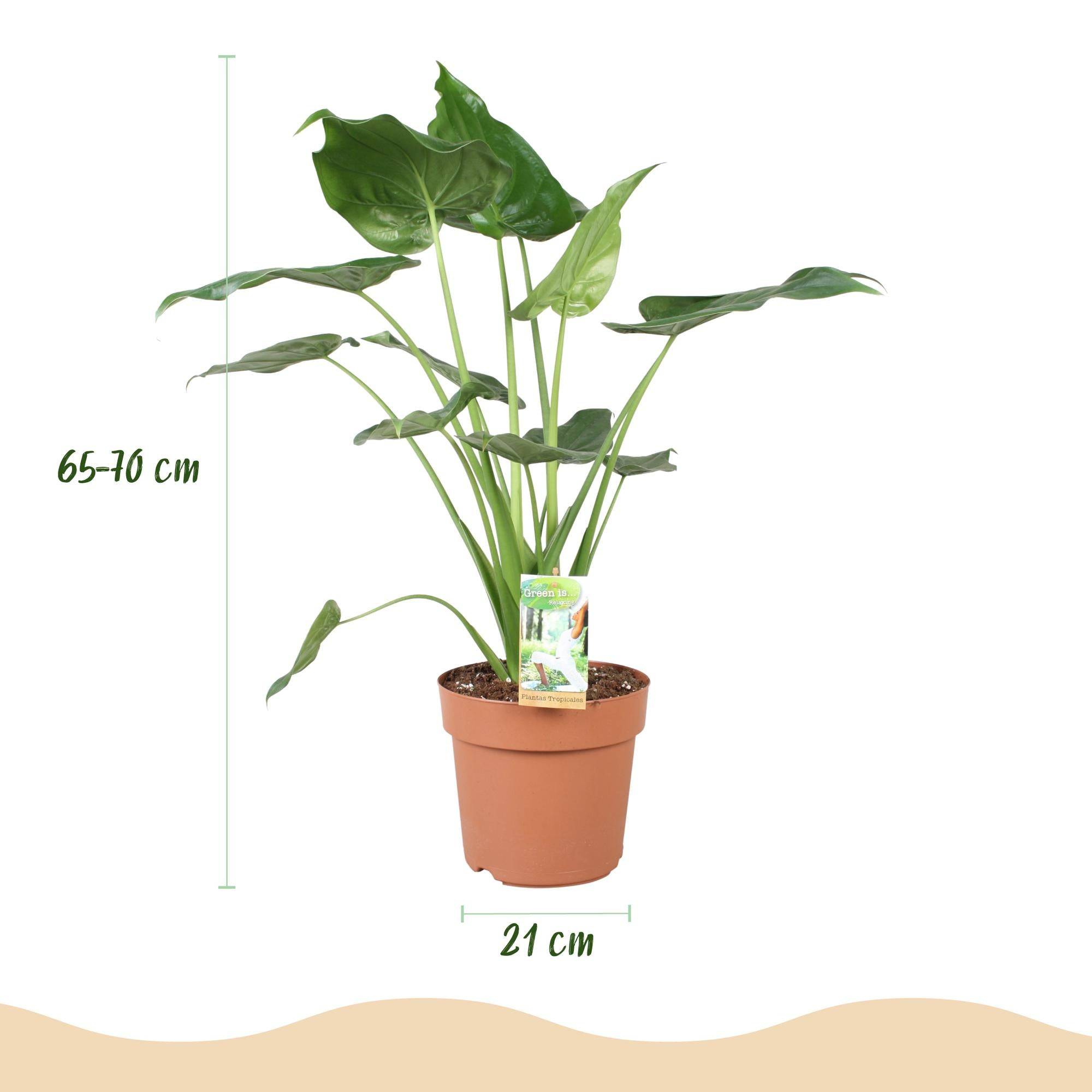 La Green Touch - Alocasia Cucullata - H65cm - Image 2