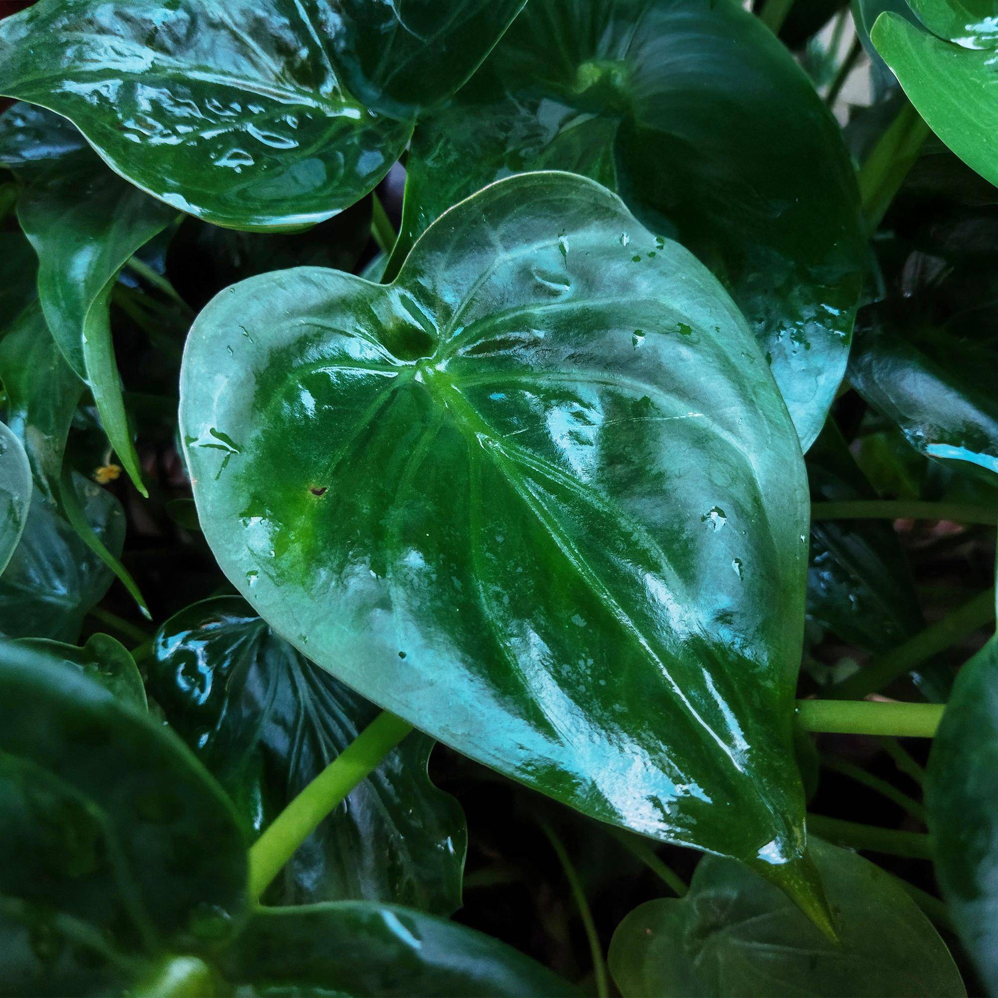 La Green Touch - Alocasia Cucullata - H65cm - Image 5